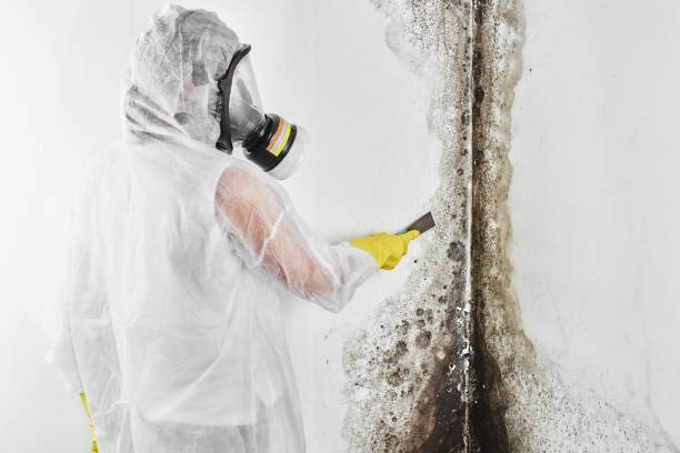 Best Mold Removal Company Near Me  in Waterbury, CT