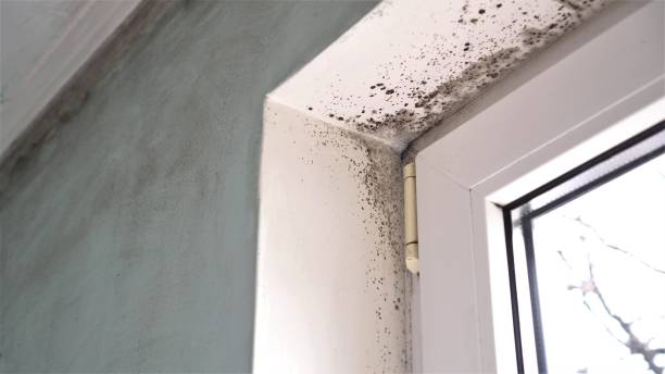 Best Certified Mold Removal  in Waterbury, CT