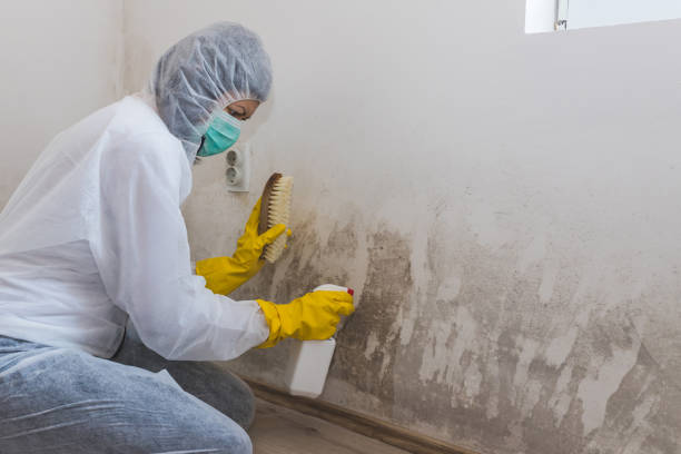 Best Toxic Mold Removal  in Waterbury, CT