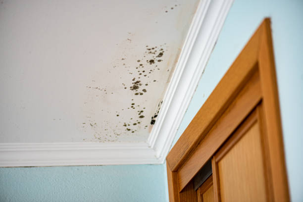 Reliable Waterbury, CT Mold Removal Solutions