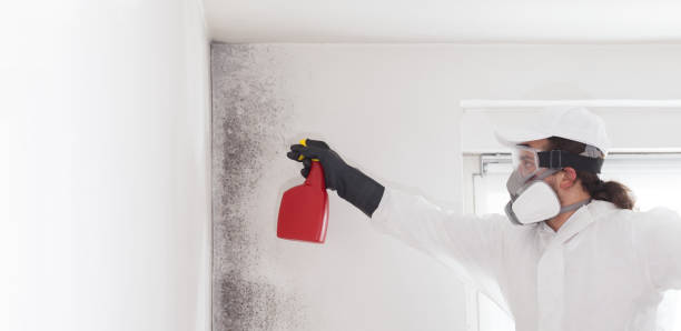 Mold Testing and Removal in Waterbury, CT
