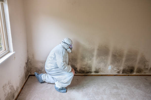 Best Residential Mold Removal  in Waterbury, CT