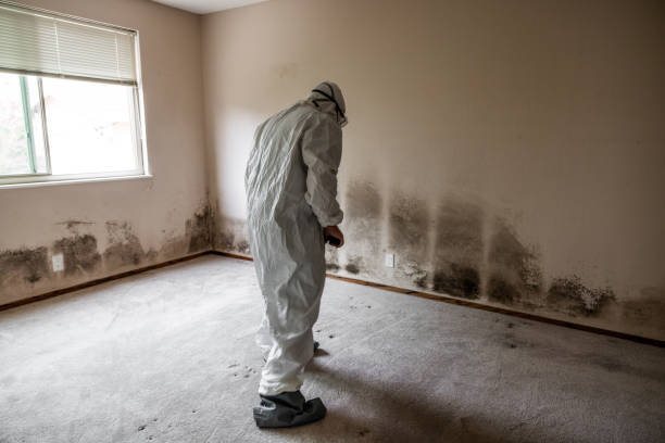 Best Black Mold Removal  in Waterbury, CT