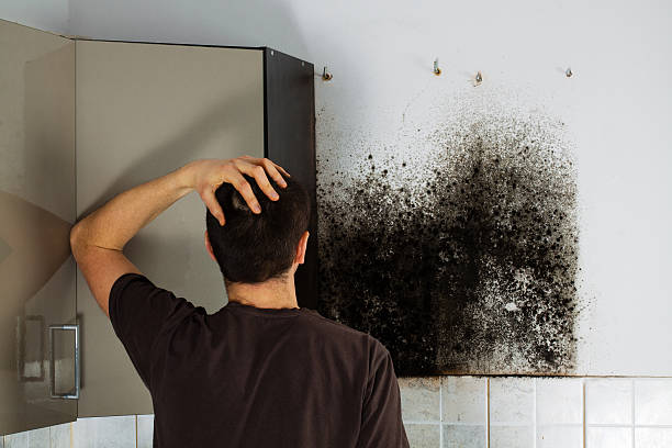 Best Mold Removal and Inspection  in Waterbury, CT