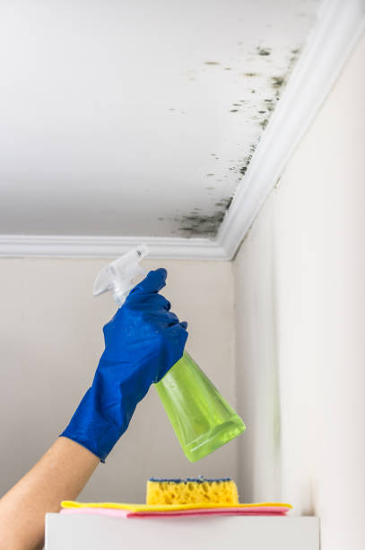 Best Mold Removal Specialists  in Waterbury, CT
